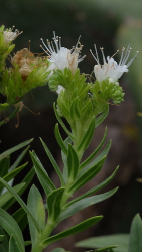 Echium bethencourtii image