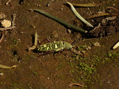 Ochraethes sulphurifer