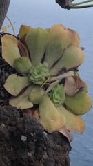 Aeonium canariense subsp. christii image