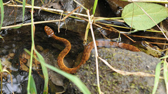 Gloydius ussuriensis