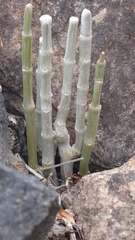 Ceropegia dichotoma image