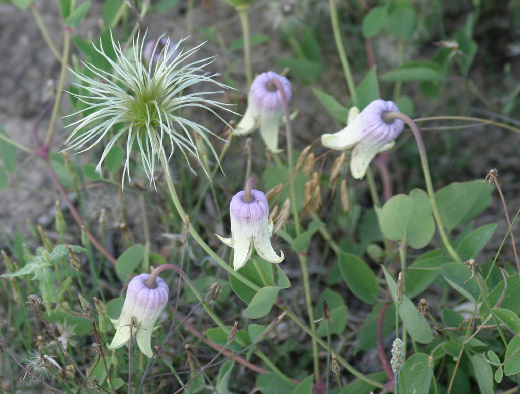 Carrizo Leatherflower