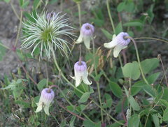 Clematis carrizoensis