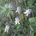 Carrizo Leatherflower - Photo (c) Lindsey Smith, some rights reserved (CC BY-NC), uploaded by Lindsey Smith