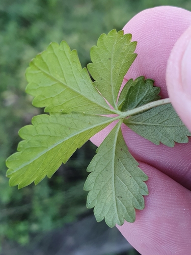 Penkiapirštė sidabražolė nuotrauka