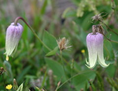 Clematis carrizoensis
