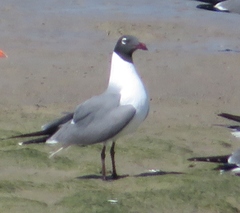Leucophaeus atricilla