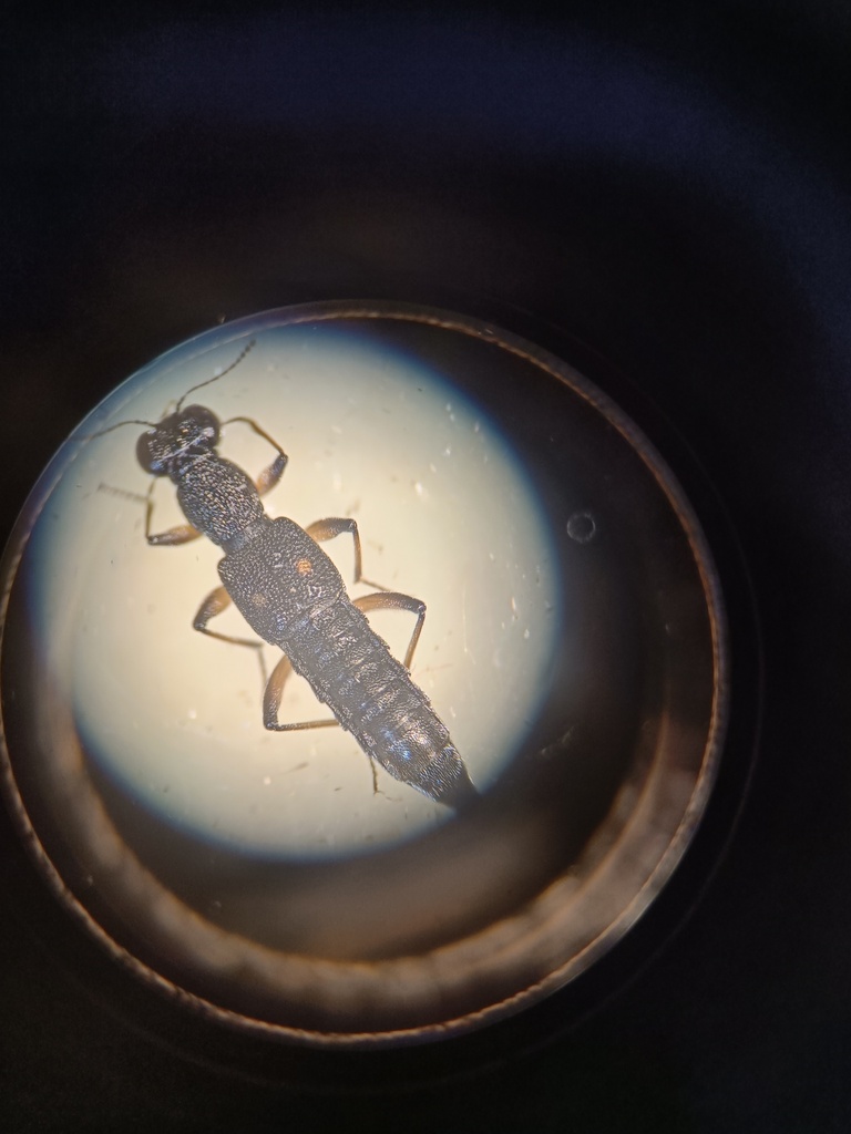 Stenus bimaculatus