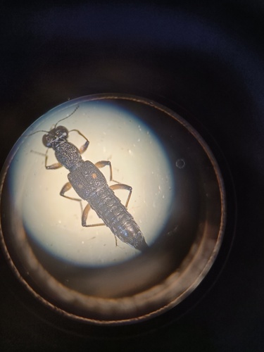 Stenus bimaculatus