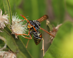 Polistes billardieri