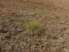 Festuca campestris