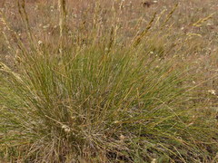 Festuca campestris