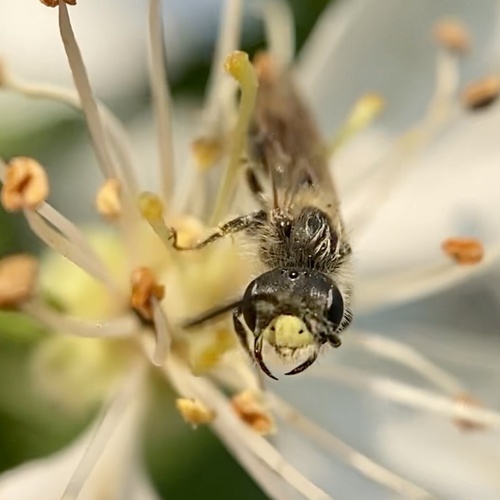 Miserable Mining Bee photo 3