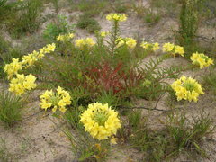 Oenothera heterophylla