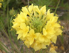 Oenothera heterophylla