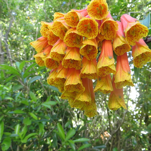 Bomarea multiflora (L.f.) Mirb.