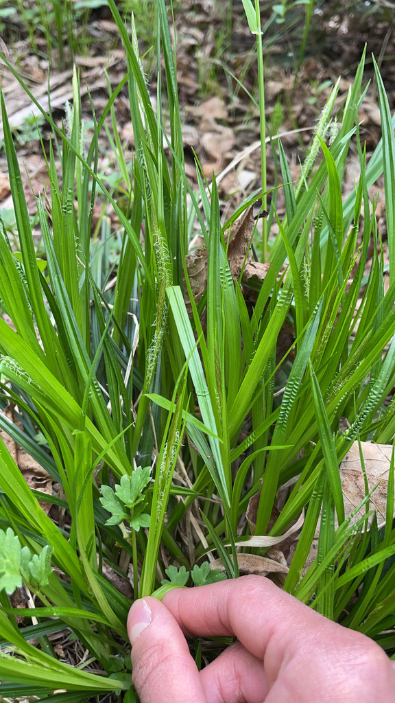 European Woodland Sedge from Orillia on May 16, 2023 at 05:09 PM by ...