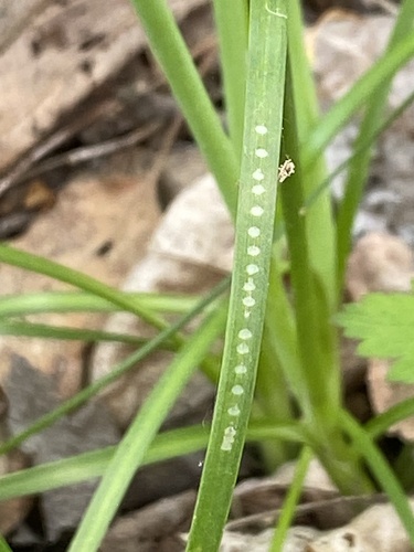 Onion Leafminer photo 2