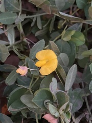 Arachis pintoi image