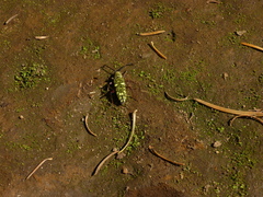 Ochraethes sulphurifer