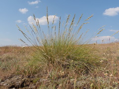 Festuca campestris