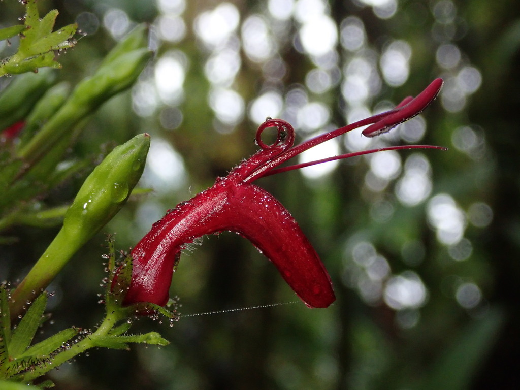 Stenostephanus lugonis in January 2023 by Nolan Exe · iNaturalist