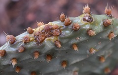 Opuntia aurea