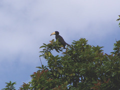 Lophoceros fasciatus