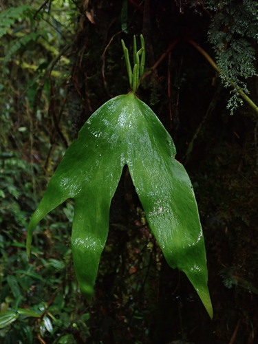 Image of Cheiroglossa palmata by (c) Nolan Exe, some rights reserved (CC BY)