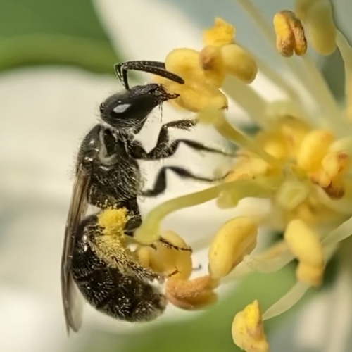 Fox's Sweat Bee