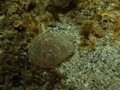 Bulla quoyii