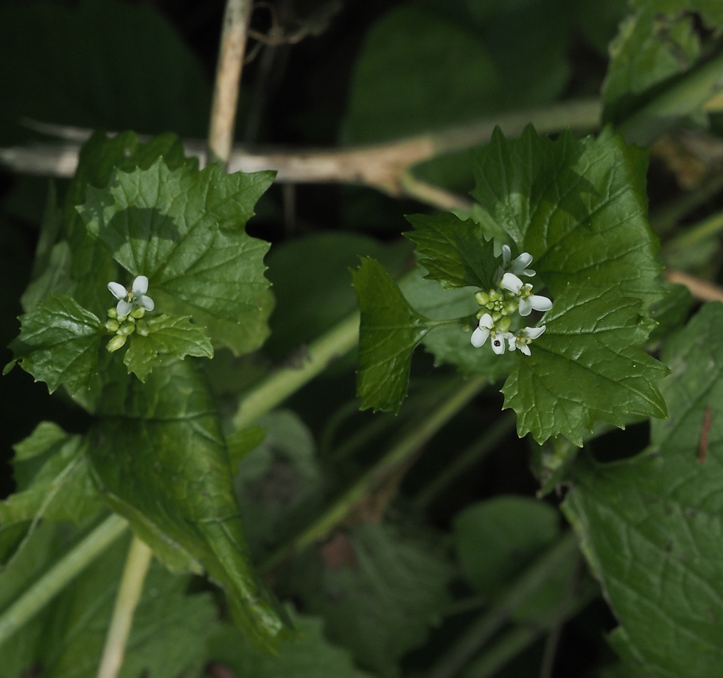 garlic mustard from Washington County, MD, USA on May 14, 2023 at 0349 PM by Jim Brighton