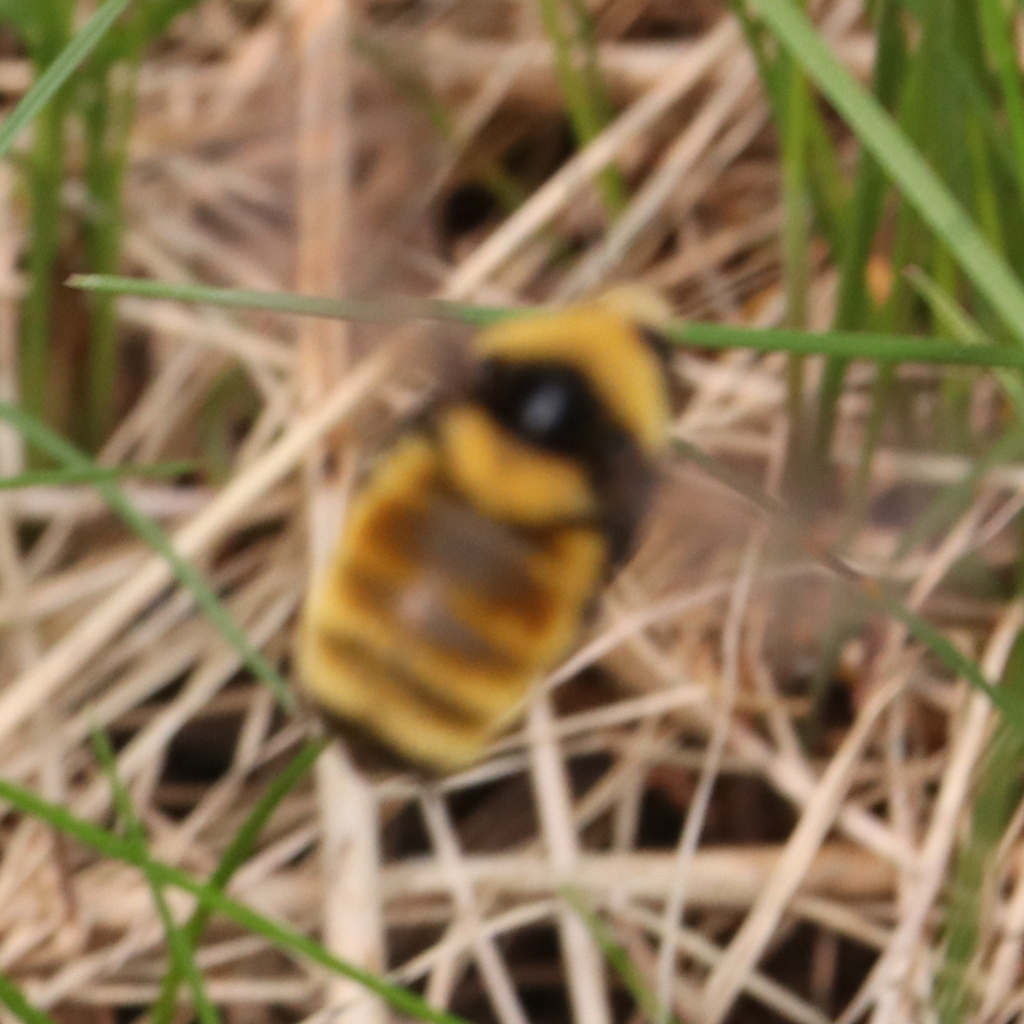 Northern Amber Bumble Bee in May 2023 by Bob Jacobson · iNaturalist