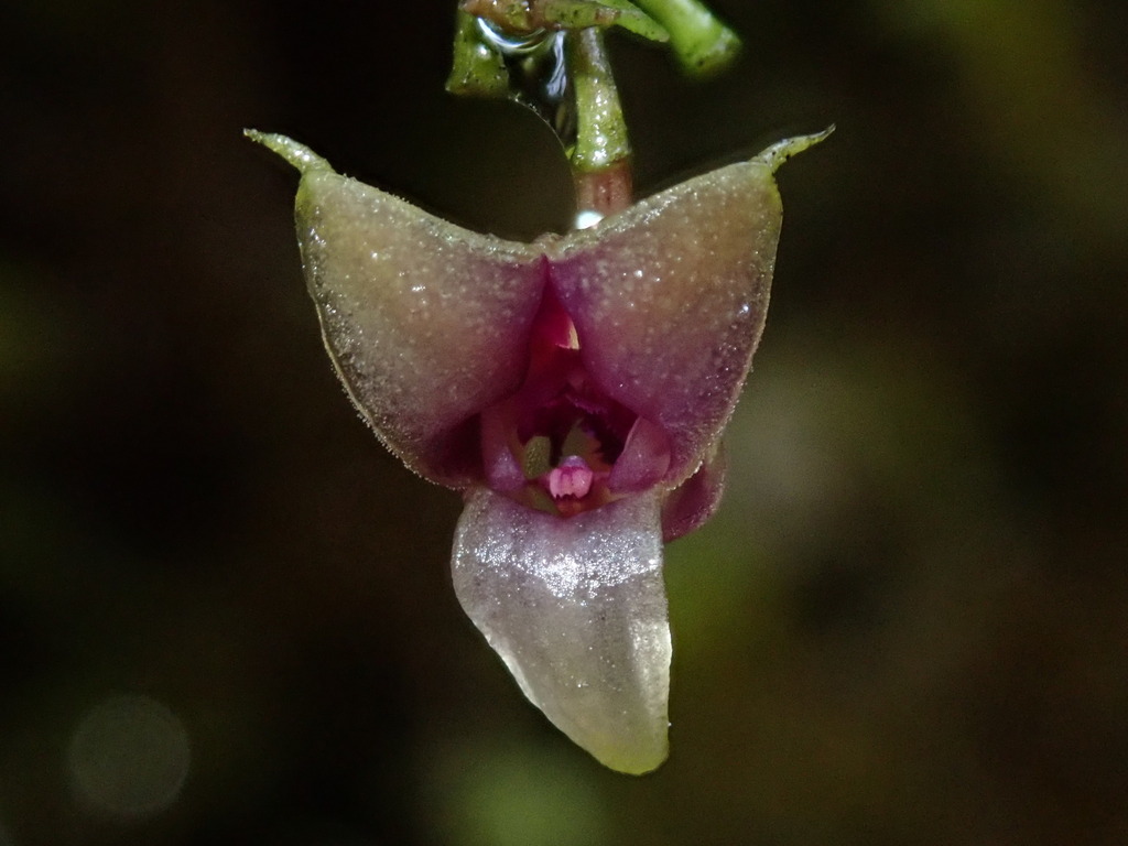 Scaphosepalum globosum