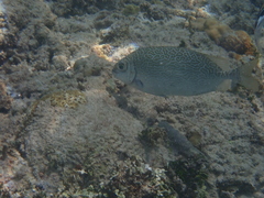 Siganus spinus