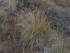 Festuca campestris