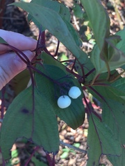 Cornus sericea