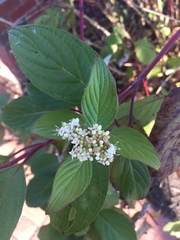 Cornus sericea