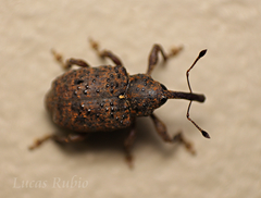 Heilipodus dorsosulcatus