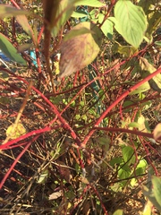 Cornus sericea