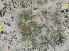 Festuca filiformis