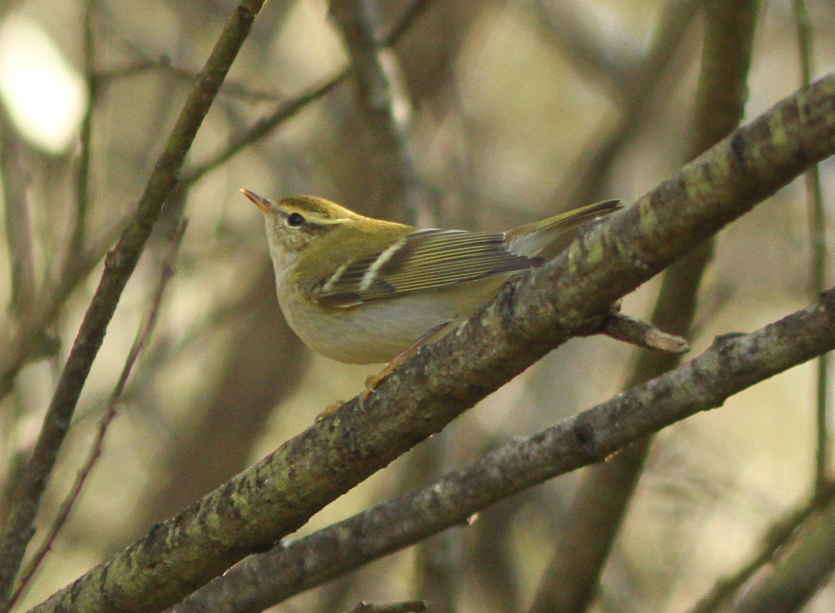 Yellow-browed Warbler (Phylloscopus inornatus)