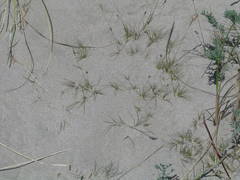 Festuca filiformis