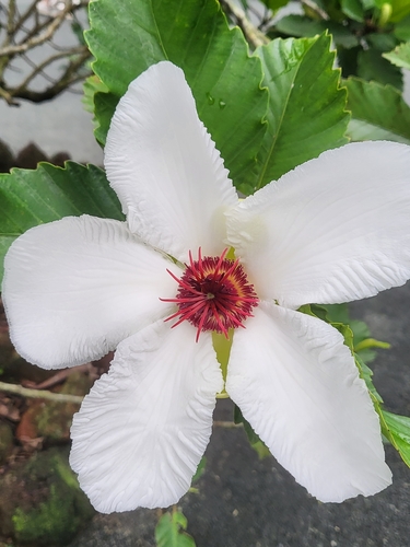 Dillenia philippinensis, photograph 6