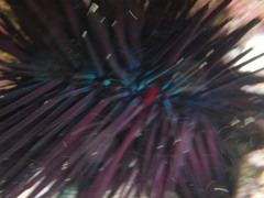Centrostephanus rodgersii