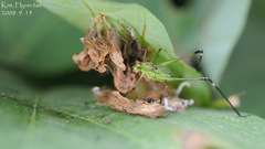 Phaneroptera nigroantennata