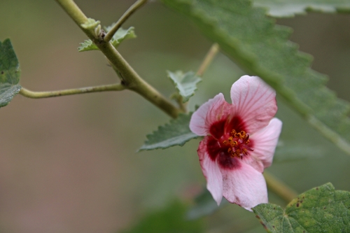 Pavonia xanthogloea