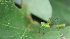 Phaneroptera nigroantennata