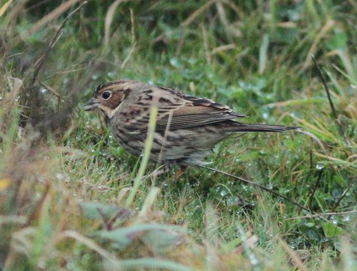 Escribano pigmeo (Emberiza pusilla)