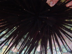 Centrostephanus rodgersii